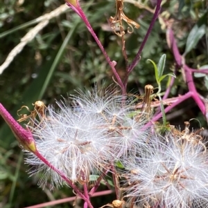 Arrhenechthites mixtus at Cotter River, ACT - 16 Feb 2022