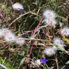 Arrhenechthites mixtus at Cotter River, ACT - 16 Feb 2022