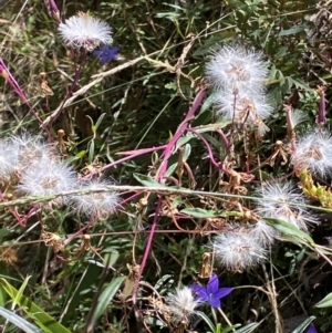 Arrhenechthites mixtus at Cotter River, ACT - 16 Feb 2022