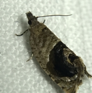 Acroceuthes metaxanthana at Garran, ACT - 19 Feb 2022 10:09 PM