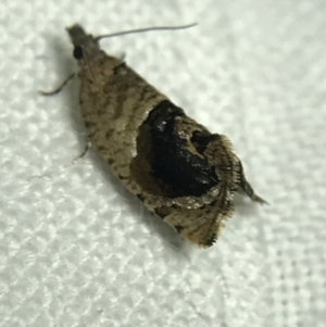 Acroceuthes metaxanthana at Garran, ACT - 19 Feb 2022 10:09 PM