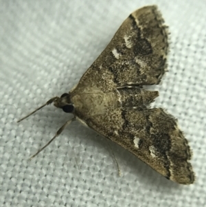 Nacoleia rhoeoalis at Garran, ACT - 19 Feb 2022 10:08 PM