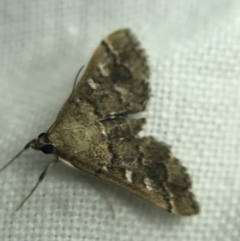 Nacoleia rhoeoalis at Garran, ACT - 19 Feb 2022 10:08 PM