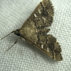 Nacoleia rhoeoalis at Garran, ACT - 19 Feb 2022 10:08 PM