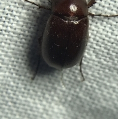 Melolonthinae (subfamily) (Cockchafer) at Garran, ACT - 19 Feb 2022 by Tapirlord