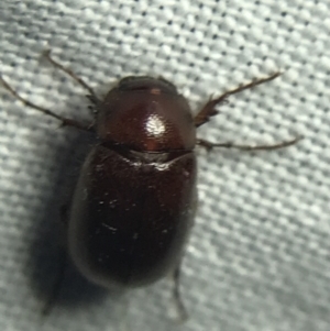 Melolonthinae sp. (subfamily) at Garran, ACT - 19 Feb 2022