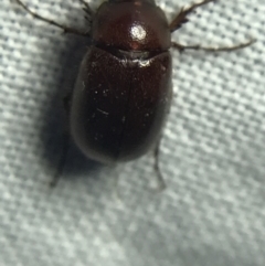 Melolonthinae sp. (subfamily) at Garran, ACT - 19 Feb 2022