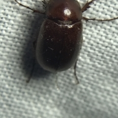 Melolonthinae sp. (subfamily) at Garran, ACT - 19 Feb 2022