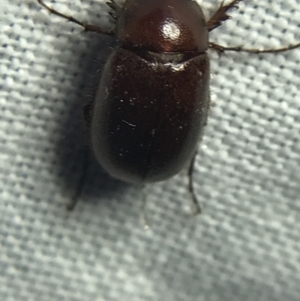 Melolonthinae sp. (subfamily) at Garran, ACT - 19 Feb 2022