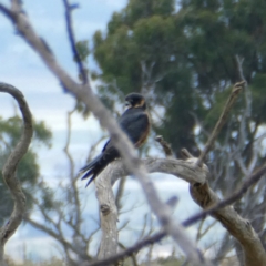 Falco longipennis (Australian Hobby) at Googong, NSW - 19 Feb 2022 by Wandiyali