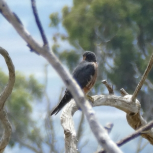 Falco longipennis at Googong, NSW - 19 Feb 2022