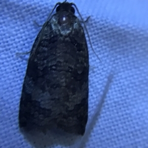 Cryptoptila (genus) at Hughes Garran Woodland - 19 Feb 2022 09:47 PM