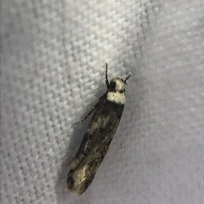 Endrosis sarcitrella (White-shouldered House Moth) at Garran, ACT - 19 Feb 2022 by Tapirlord