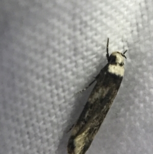 Endrosis sarcitrella at Garran, ACT - 19 Feb 2022