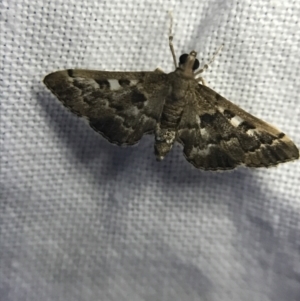 Nacoleia rhoeoalis at Garran, ACT - 19 Feb 2022