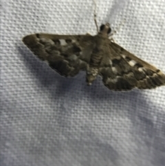 Nacoleia rhoeoalis at Garran, ACT - 19 Feb 2022