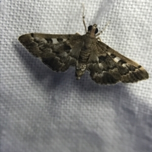 Nacoleia rhoeoalis at Garran, ACT - 19 Feb 2022