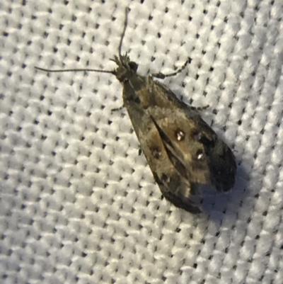Tebenna micalis (Small Thistle Moth) at Garran, ACT - 19 Feb 2022 by Tapirlord