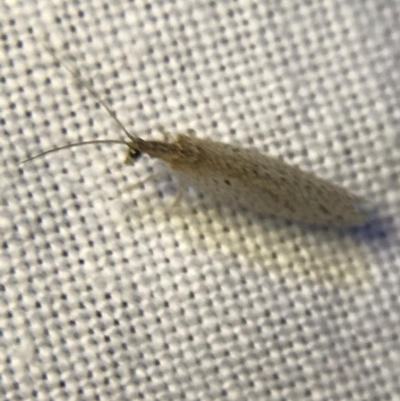 Hemerobiidae sp. (family) (Unidentified brown lacewing) at Garran, ACT - 19 Feb 2022 by Tapirlord