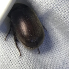 Melolonthinae (subfamily) (Cockchafer) at Garran, ACT - 19 Feb 2022 by Tapirlord