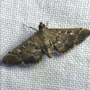 Nacoleia rhoeoalis at Garran, ACT - 19 Feb 2022