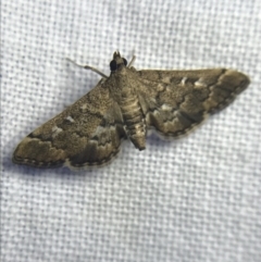 Nacoleia rhoeoalis at Garran, ACT - 19 Feb 2022