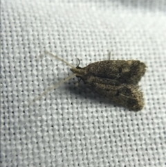 Tortricinae (subfamily) (A tortrix moth) at Garran, ACT - 19 Feb 2022 by Tapirlord