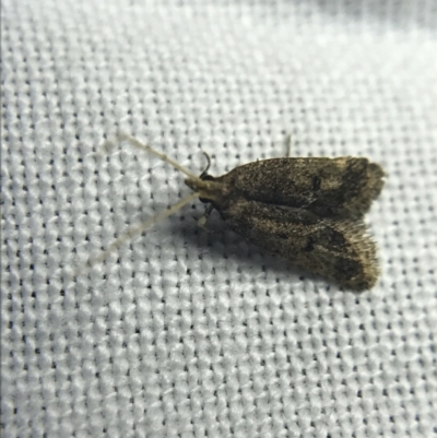 Tortricinae (subfamily) (A tortrix moth) at Garran, ACT - 19 Feb 2022 by Tapirlord