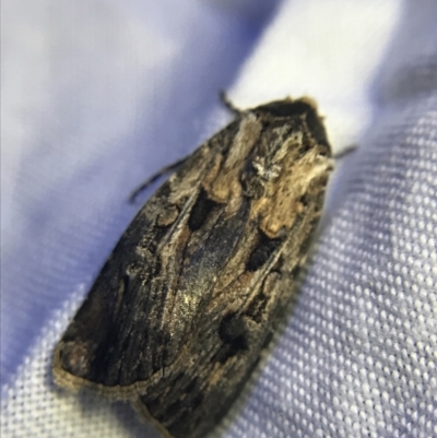 Agrotis munda (Brown Cutworm) at Garran, ACT - 19 Feb 2022 by Tapirlord