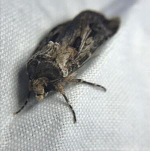 Agrotis munda at Garran, ACT - 19 Feb 2022