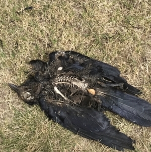 Corvus coronoides / mellori at Deakin, ACT - 19 Feb 2022 03:30 PM