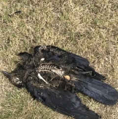 Corvus coronoides / mellori at Deakin, ACT - 19 Feb 2022