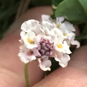 Phyla canescens at Garran, ACT - 18 Feb 2022 08:06 PM