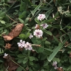 Phyla canescens at Garran, ACT - 18 Feb 2022