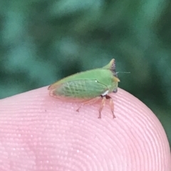 Sextius virescens (Acacia horned treehopper) at Garran, ACT - 17 Feb 2022 by Tapirlord