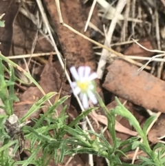 Vittadinia muelleri (Narrow-leafed New Holland Daisy) at Phillip, ACT - 17 Feb 2022 by Tapirlord