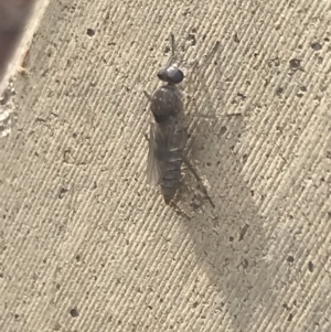 Anabarhynchus sp. (genus) at Garran, ACT - 17 Feb 2022