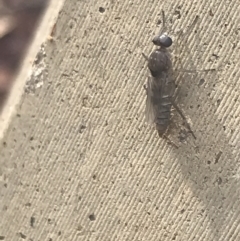 Anabarhynchus sp. (genus) at Garran, ACT - 17 Feb 2022 08:41 AM