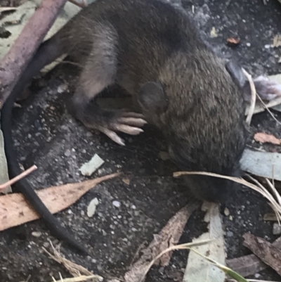Rattus rattus (Black Rat) at Garran, ACT - 15 Feb 2022 by Tapirlord