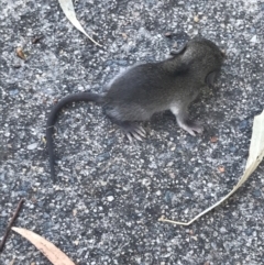 Rattus rattus at Garran, ACT - 16 Feb 2022