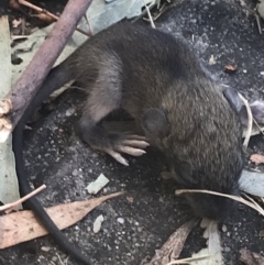 Rattus rattus at Garran, ACT - 16 Feb 2022