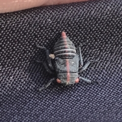 Eurymeloides minuta (Gumtree leafhopper) at Phillip, ACT - 15 Feb 2022 by Tapirlord