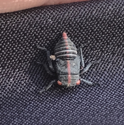 Eurymeloides minuta (Gumtree leafhopper) at Phillip, ACT - 15 Feb 2022 by Tapirlord