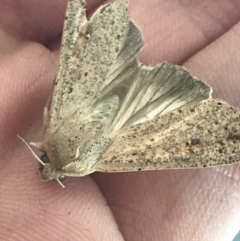 Mythimna (Pseudaletia) convecta (Common Armyworm) at Phillip, ACT - 14 Feb 2022 by Tapirlord