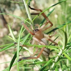Delena cancerides (Social huntsman spider) at Aranda Bushland - 18 Feb 2022 by CathB