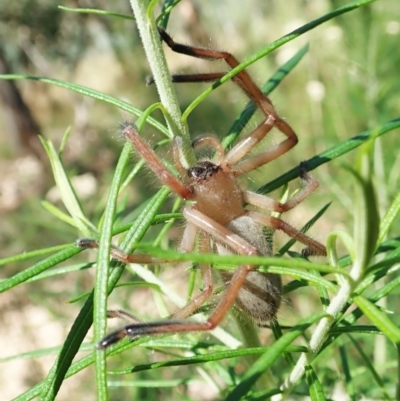 Delena cancerides (Social huntsman spider) at Aranda Bushland - 18 Feb 2022 by CathB