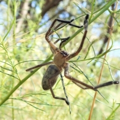 Delena cancerides at Aranda, ACT - 18 Feb 2022