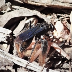Fabriogenia sp. (genus) (Spider wasp) at Aranda, ACT - 18 Feb 2022 by CathB