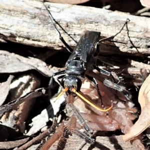 Fabriogenia sp. (genus) at Aranda, ACT - 18 Feb 2022