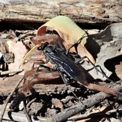 Fabriogenia sp. (genus) at Aranda, ACT - 18 Feb 2022